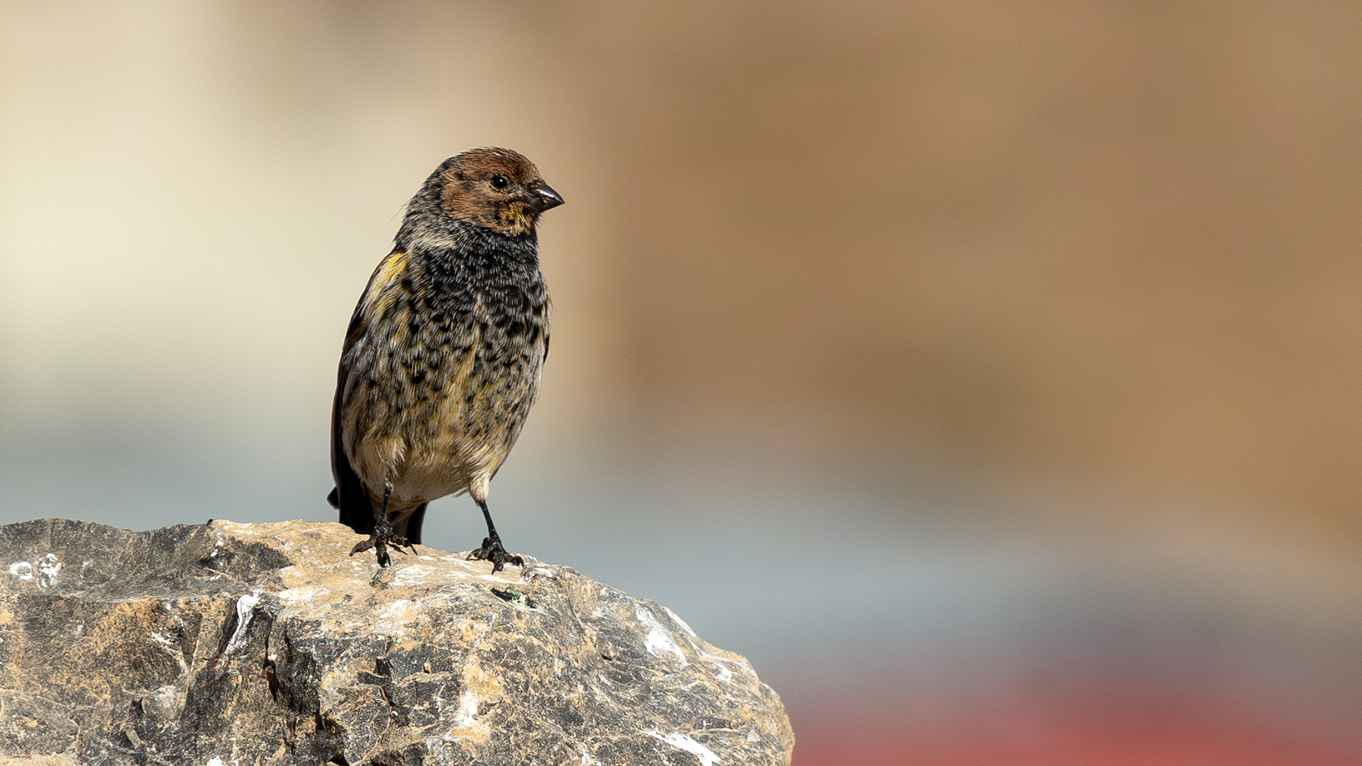 Fire-fronted Serin
